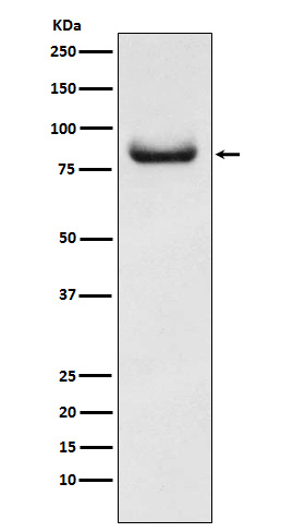 Dip13 alpha Ab