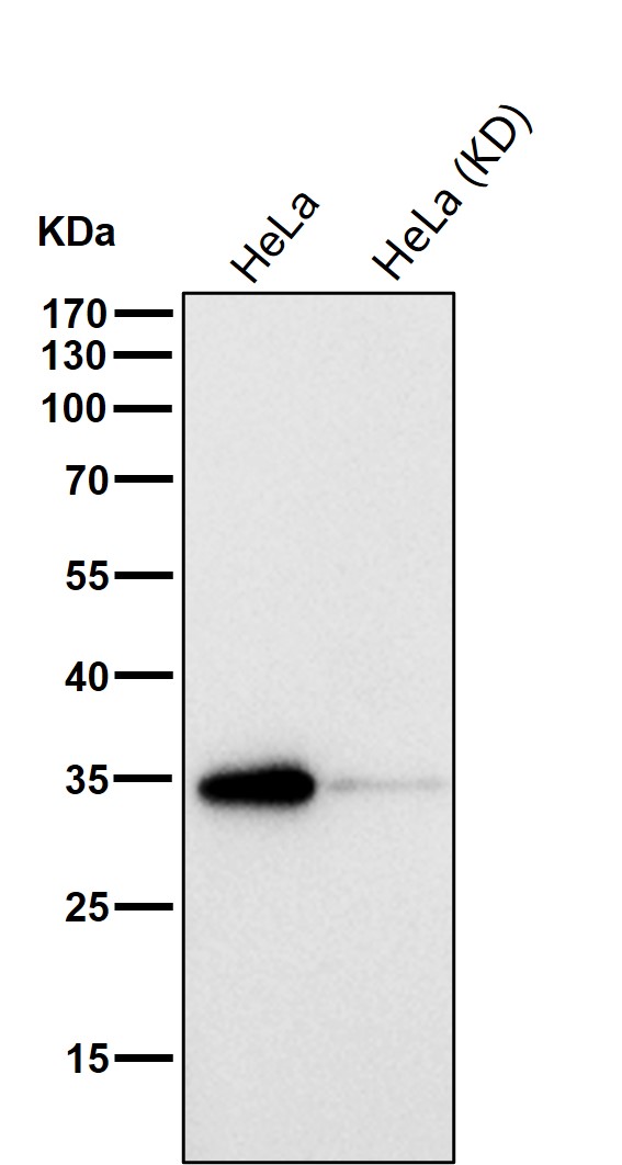 MDH1 Ab