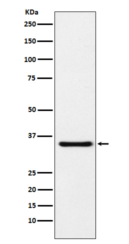 MDH1 Ab