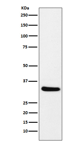 Rlbp1 Ab