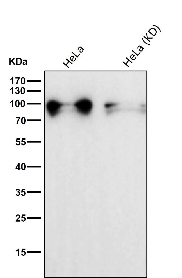 Piwi like protein 1 Ab