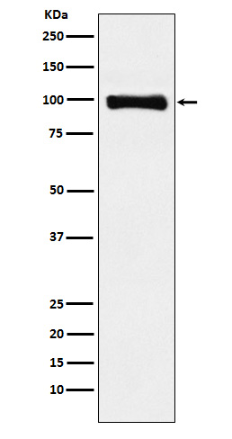 Piwi like protein 1 Ab