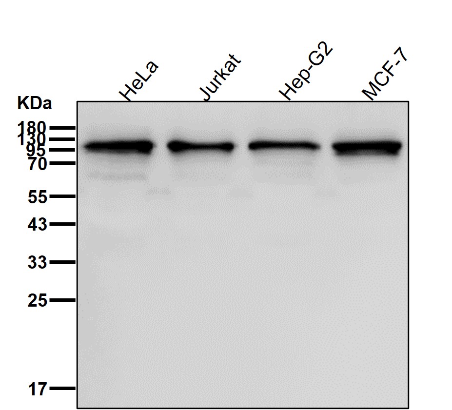 Piwi like protein 1 Ab