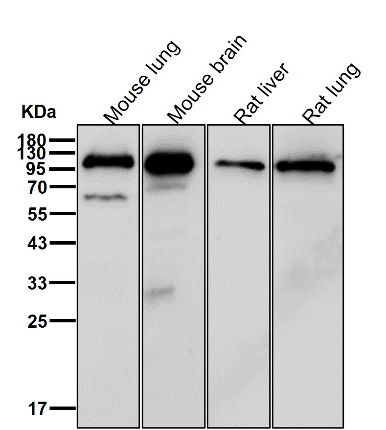 Piwi like protein 1 Ab