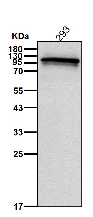 Piwi like protein 1 Ab