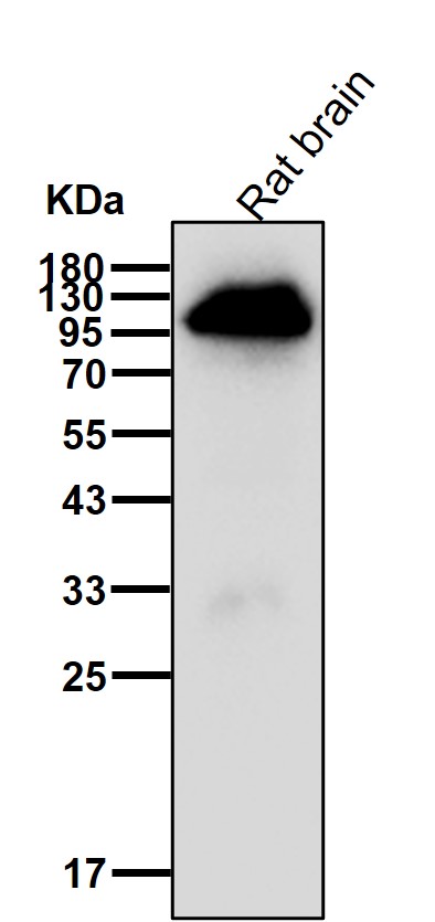 Piwi like protein 1 Ab