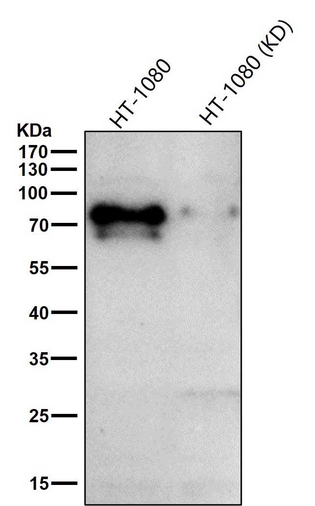 DCP1A Ab