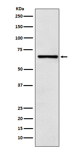 REST corepressor 1 Ab