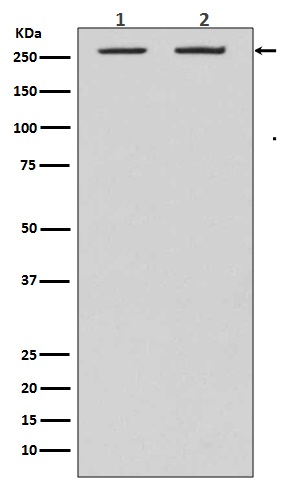 Acetyl CoA carboxylase 1 Ab