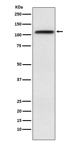 Exportin 1 Ab