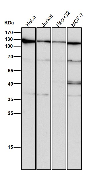 Exportin 1 Ab