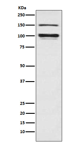 ATP1A3 Ab