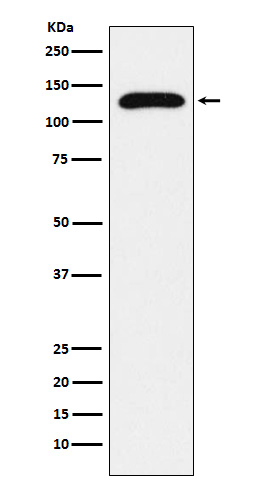 TRPC1 Ab