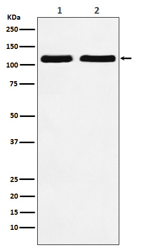 Nesprin 1 Ab