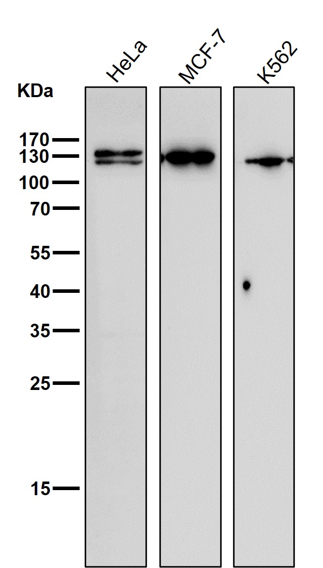 Nesprin 1 Ab