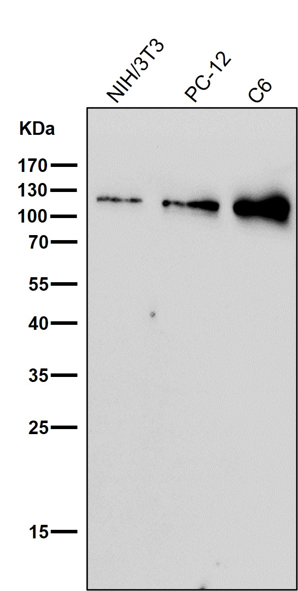 Nesprin 1 Ab