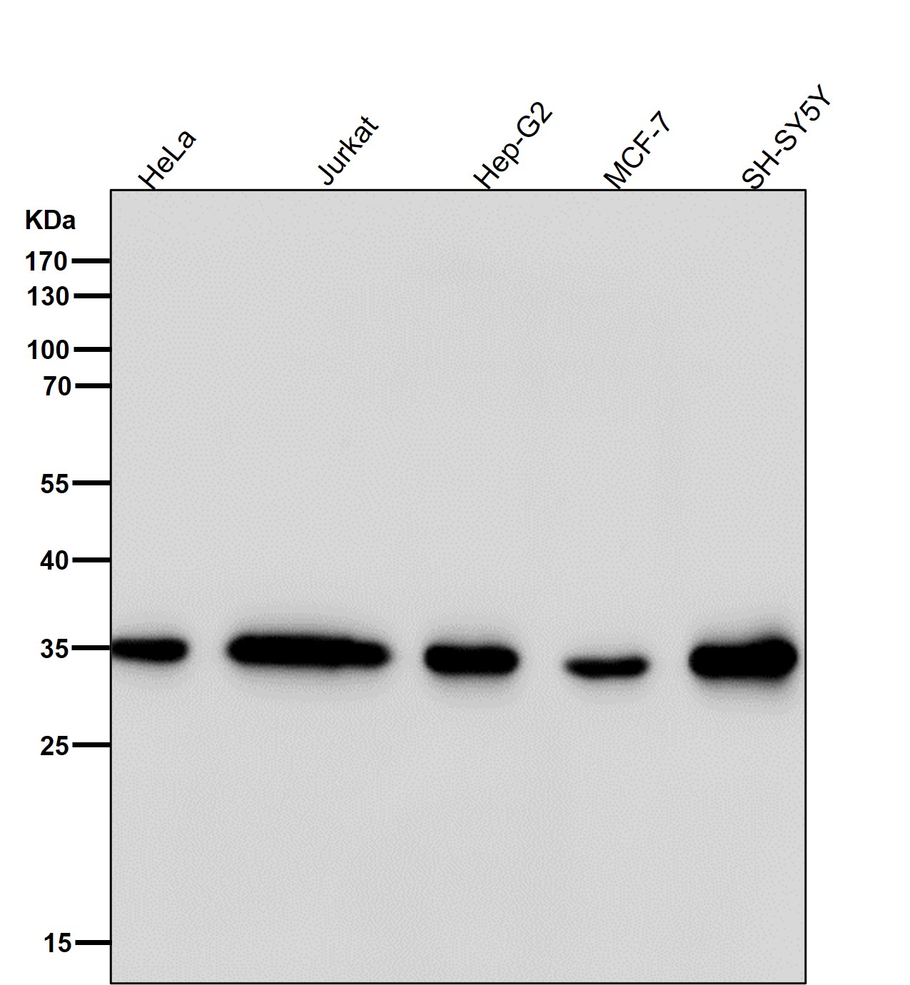 FRG1 Ab