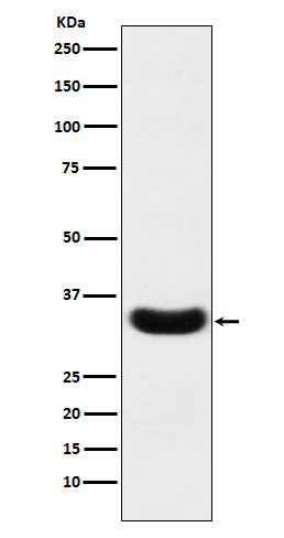 Phospholipid scramblase 1 Ab