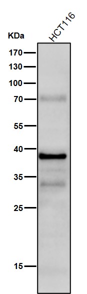 p-CRKL (Y207) Ab