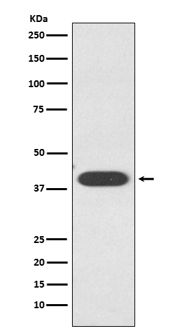 AZGP1 Ab