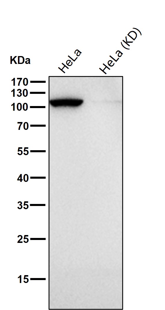 MOV10 Ab