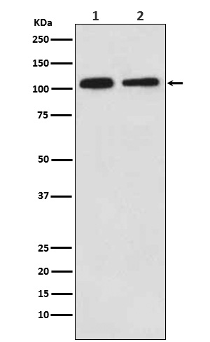 MOV10 Ab