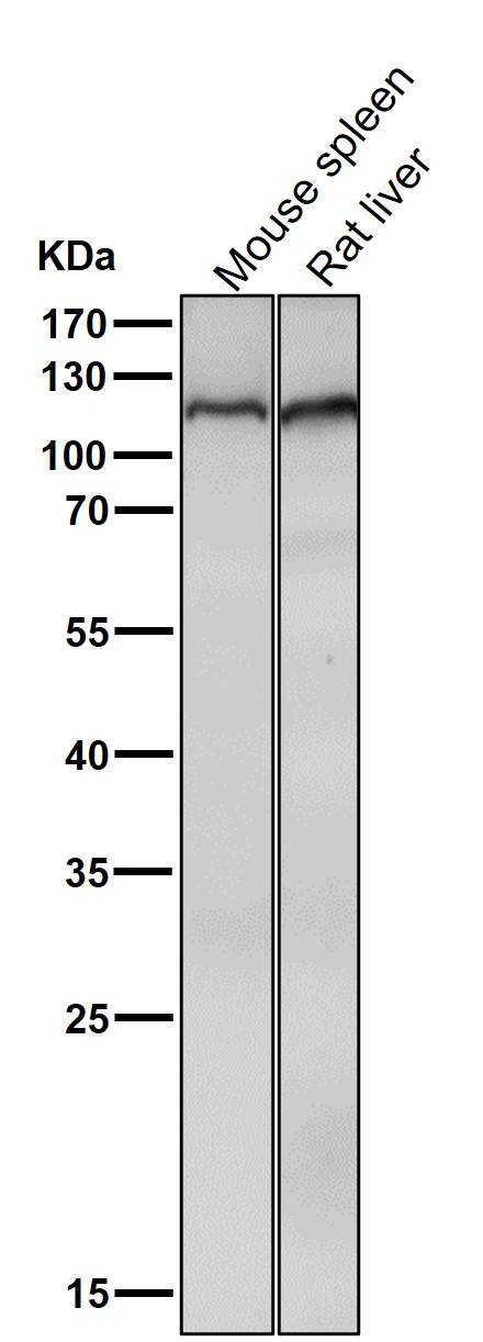 MOV10 Ab