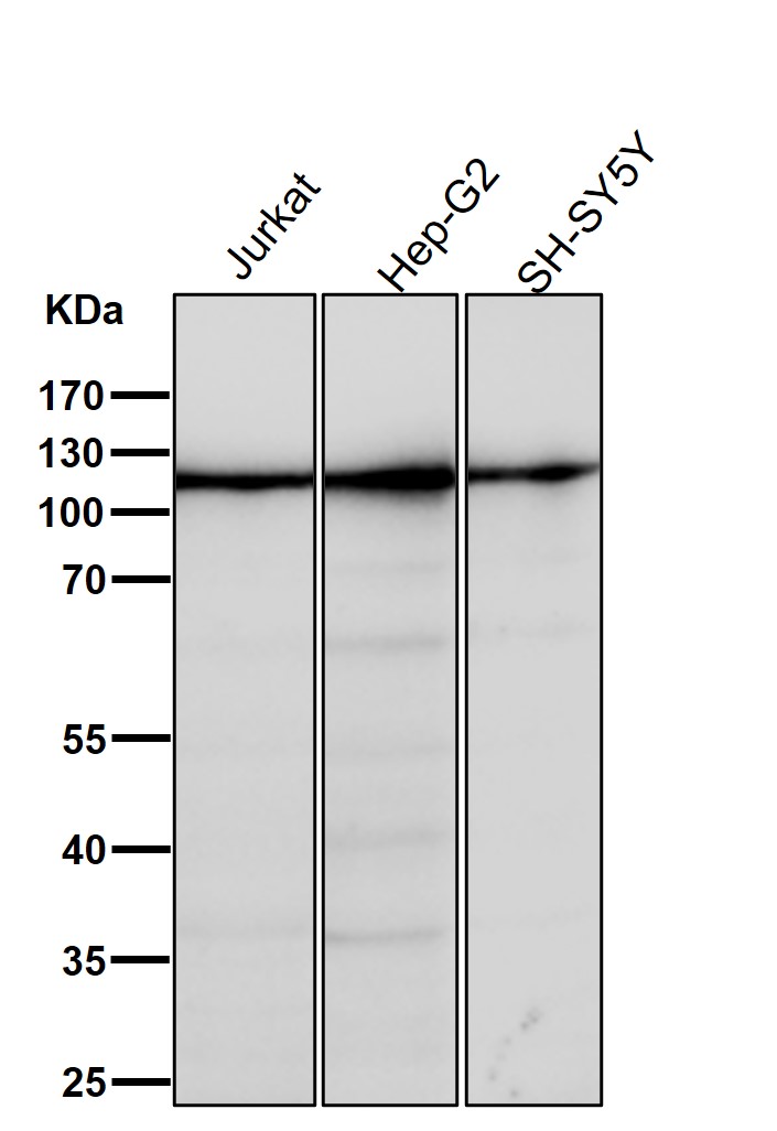 MOV10 Ab