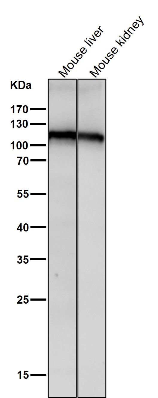 MOV10 Ab