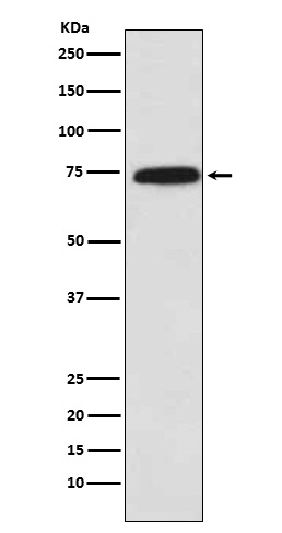 Cytochrome P450 reductase Ab