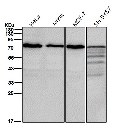 Cytochrome P450 reductase Ab