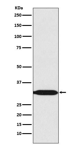 Prohibitin 2 Ab