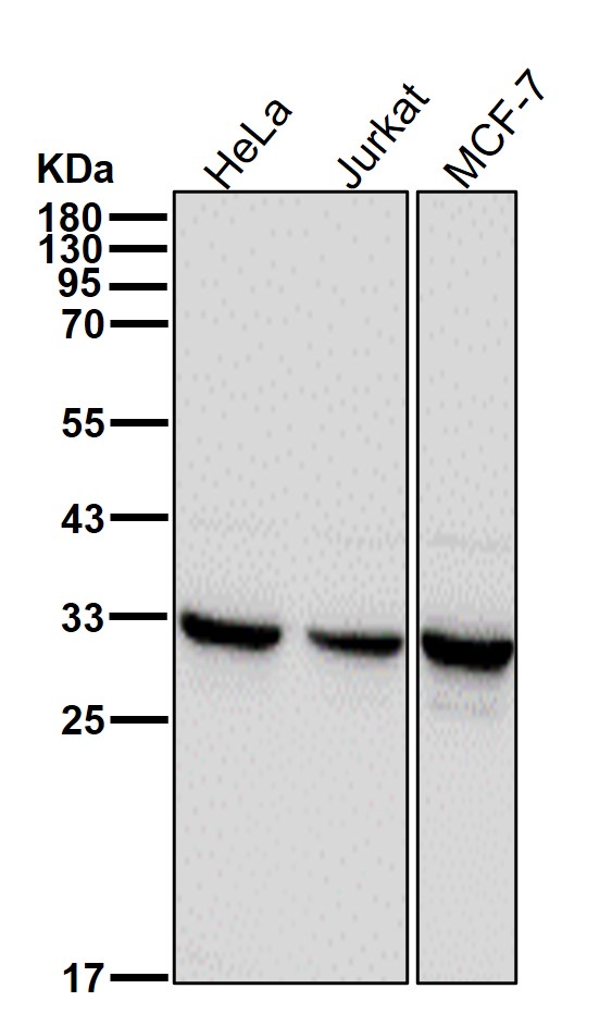 Prohibitin 2 Ab