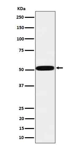 Serine protease HTRA1 Ab