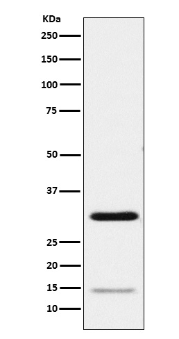 Geminin Ab