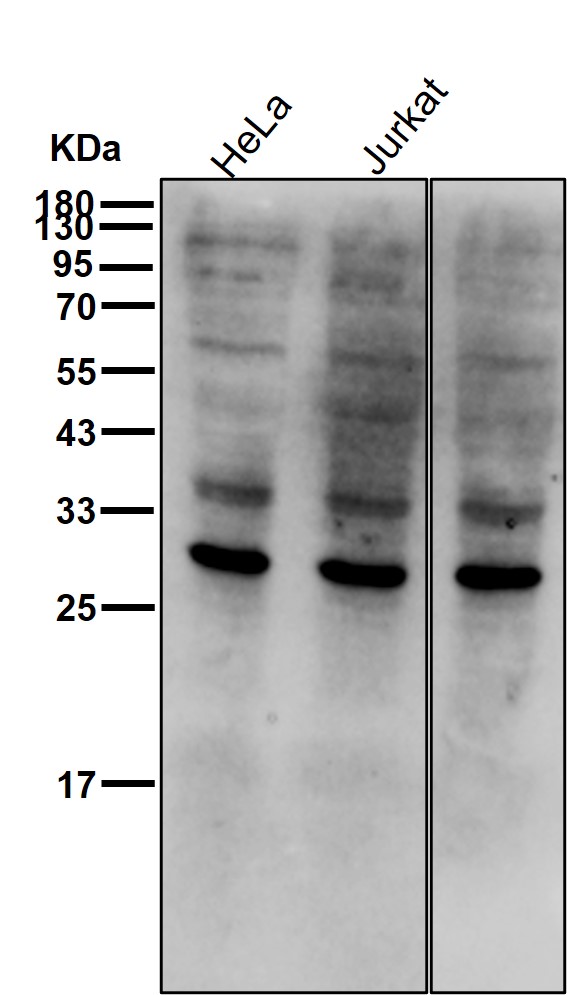 Geminin Ab