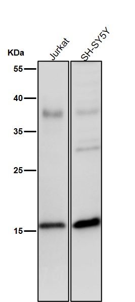 p-Histone H3 (S29) Ab