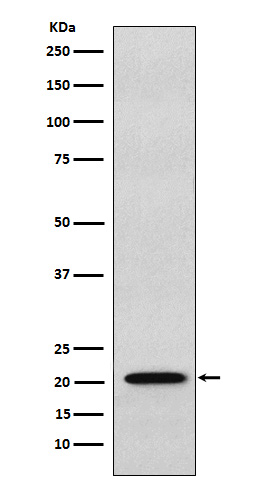 RAP1A/1B Ab