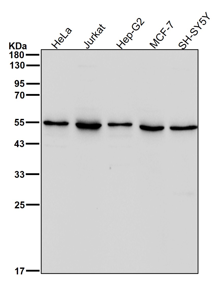 alpha 1 Syntrophin Ab