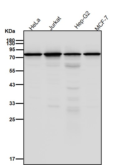 KIF2C Ab