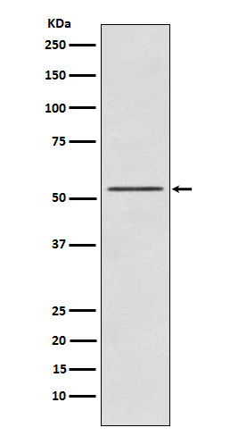 p70 S6 kinase beta 2 Ab