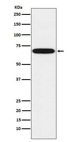 Cytochrome P450 1B1 Ab