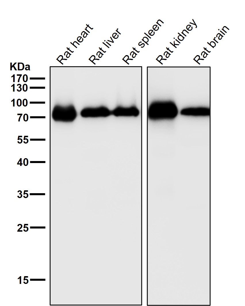 Cytochrome P450 1B1 Ab