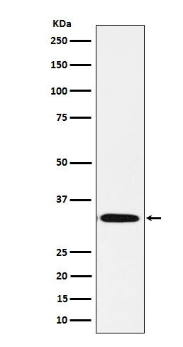 Syntaxin 1B Ab