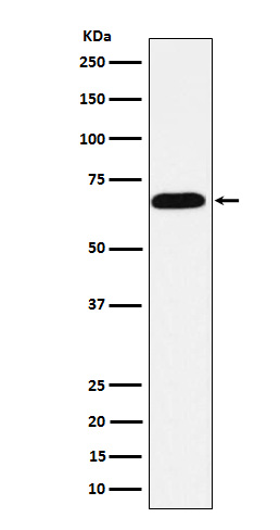 Alkaline phosphatase Ab