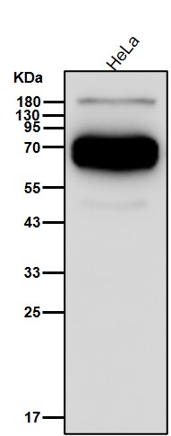 Alkaline phosphatase Ab