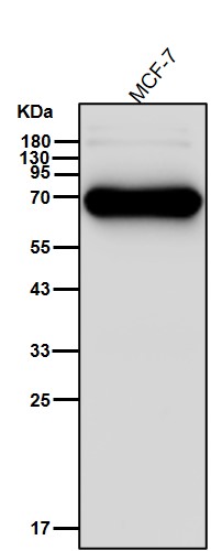 Alkaline phosphatase Ab