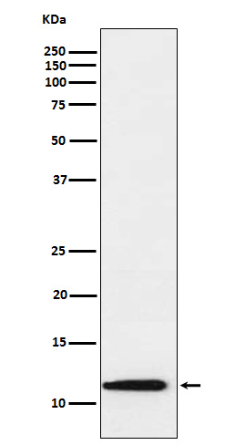 Thioredoxin 2 Ab