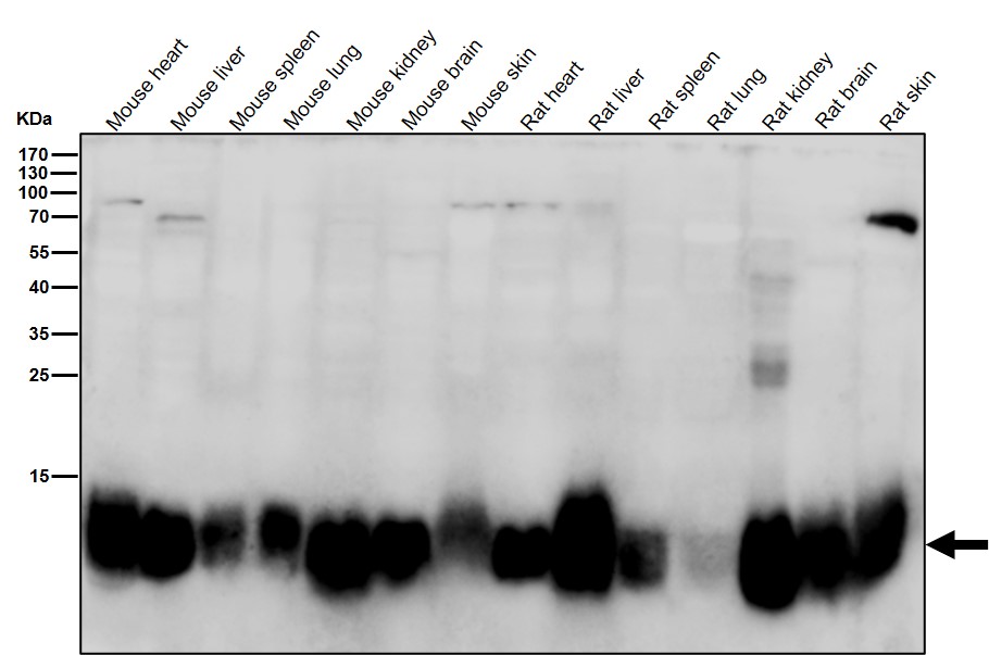 Thioredoxin 2 Ab