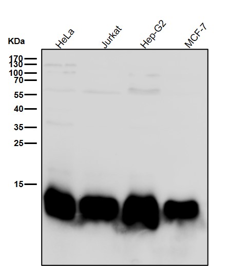 Thioredoxin 2 Ab